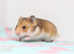 Beautiful male and female Syrian hamsters