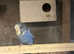 Budgies for sale