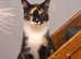 2 beautiful male kittens