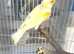 Canary
