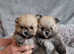Pomeranian teddy bear