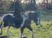 Super sweet children pony