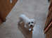 Maltipoo