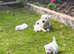 West highland terriers