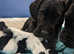 10 week old female black cane corso pup