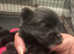 Coton De Tulear / Pomeranian  Puppies