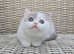 Champion   lines British Shorthair