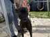 Have a sweet lurcher female looking for a loving home