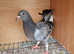 Young racing pigeons