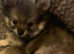 Beautiful Pomeranian Puppies - Ready Soon