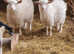 Pygora goats for sale