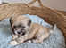 Lhasa Apso puppies pure bred