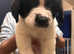 Newfoundland/st Bernard