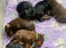 European dobermans