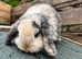 Rabbits avaliable for rehoming