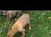 Bedlington whippet x collie whippet greyhound.