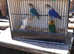 Opaline Split Lovebird