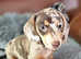 6 Gorgeous miniature Dachshund puppies