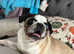 Pug puppy for sale