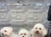 Forsale Bichon frise puppies for sale