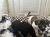 4 beautiful girl terrier cross German Shepherd x Labrador puppies