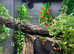 Casque Head Iguanas (Coneheads) at Birningham Reptiles