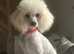 2 toy poodles for sale