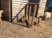 Golden guernsey goats and kids