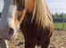 Welsh c mare xx