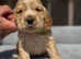 Health Tested Golden KC Show Cocker Puppy's