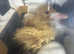 ALL SOLD !! Cherry Valley / white campbell ducklings