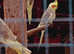 4 young cockatiels for sale