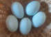 Cream Legbar Fertilised Eggs