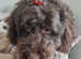 F1b Minature Labradoodles