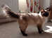 Ragdoll kittens, Amazing Boy, Ready for a new home