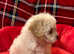 Bichon x Toy poodle  Poochons Boys and Girls