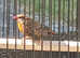 Male strawberry finch for sale