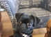 Purebred Brussel Griffon Pups