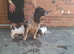 Spring spaniel puppies.
