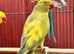 Gorgeous and rare Indian ringnick parrots