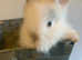3 baby lionheads rabbits