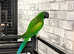 Beautiful baby talking derbayn parrot