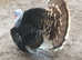 WANTED TRIO BRONZE TURKEYS