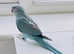 Stunning young blue Indian ringnick parrot