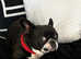 1 year old female French Bulldog