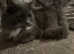 Stunning nebelung female cat