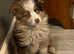 Teacup Australian Shepherd Male, Red Merle