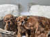 Adorable Ruby Health tested Cavalier King Charles Spaniel