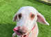 Beautiful Liver bedlington terrier