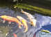 3x large koi for sale